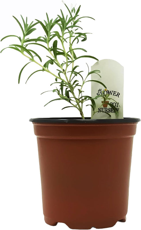 Generic 4 FlowerPotNursery ARP Rosemary Rosmarinus officinalis Pot