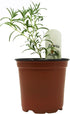 Generic 4 FlowerPotNursery ARP Rosemary Rosmarinus officinalis Pot