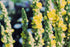 100% Dried Mullein Flowers (Verbascum thapsus), Net Weight: 0.52oz / 15g, Soothing Tea with Many Benefits