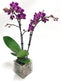 Athena's Garden Live Orchid Plant, Purple, Double Spike Phalaenopsis Blooming in Glass Container, Long