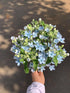 Cassiolina 10) Fresh Tweedia Blue Star Flowers Bouquet Light Blue Fresh Cut Flowers for Home Decor Wedding Floral