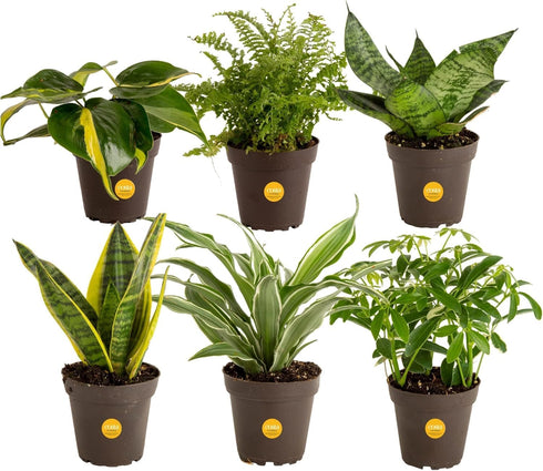 Costa Farms Live Indoor House Plants (6-Pack), Hand Selected Easy to Maintain