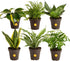 Costa Farms Live Indoor House Plants (6-Pack), Hand Selected Easy to Maintain