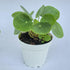 2.5 Inch 4 Inch 4 inch Chinese Money Plant Live (Pilea Peperomioides) | Available in & Nursery Pot or Add Our Geometric