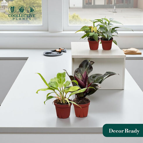 (4 Pack) 4 CoollectivePlants Philodendron Collection Live Indoor Plants in Grower Pots, Easy Care Tropical Houseplants