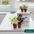 (4 Pack) 4 CoollectivePlants Philodendron Collection Live Indoor Plants in Grower Pots, Easy Care Tropical Houseplants