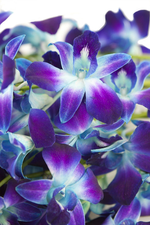 (10 eflowerwholesale - Premium Cut Blue Orchids Stems Orchid)