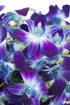 (10 eflowerwholesale - Premium Cut Blue Orchids Stems Orchid)