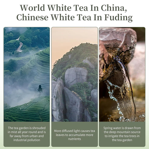 300g/10.6oz 2017 Packaging 240 XIXICHA Shoumei White Tea Cake Chinese Tea Fuding White Tea Aged Old Shou Mei Tea