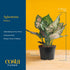 1-2 Costa Farms Chinese Evergreen Live Plant, Aglaonema, Easy Care Low Light Houseplant in Nursery Pot, Potted