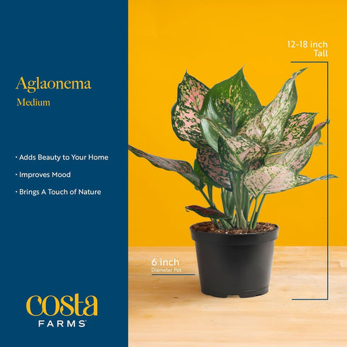 12-18 Inches Costa Farms Chinese Evergreen Live Plant in Decorative Pot, Easy to Maintain, Air Purifying Indoor