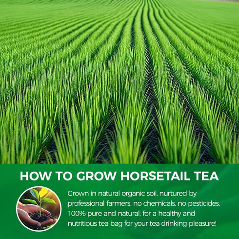 WOTIHA Horsetail 19.2oz Dried Herb - Natural Silica for Hair, Skin & Nails Support - Cola de Caballo Tea - Cut & Sifted