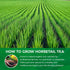 WOTIHA Horsetail 19.2oz Dried Herb - Natural Silica for Hair, Skin & Nails Support - Cola de Caballo Tea - Cut & Sifted
