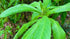 Jamaican Search Mi Heart Herb - 2 oz Rhytidophyllum Tomentosum