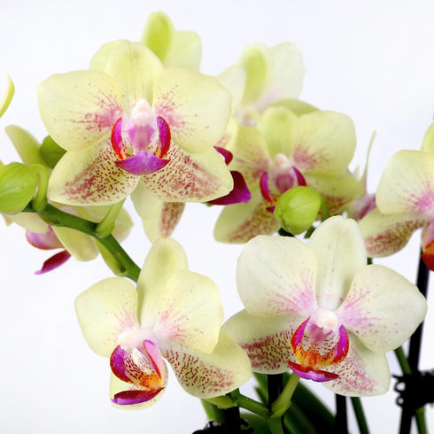 5" Green Circle Growers Yellow Orchid in Rockefeller Beige Planter, Live Plant Thankful for You