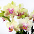 5" Green Circle Growers Yellow Orchid in Rockefeller Beige Planter, Live Plant Thankful for You