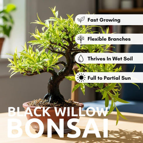 Black Willow Bonsai Tree Cutting to Grow - Dark Branches - Fast Growth, Good for Training - Easy-to-Root for Beginners