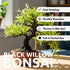 Black Willow Bonsai Tree Cutting to Grow - Dark Branches - Fast Growth, Good for Training - Easy-to-Root for Beginners