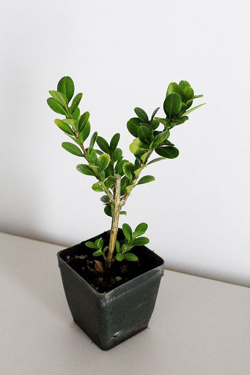 Generic Bonsai Starter Plant, Japanese Boxwood Topiary, Evergreen Shade Plant, 2 in Pot