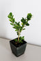 Generic Bonsai Starter Plant, Japanese Boxwood Topiary, Evergreen Shade Plant, 2 in Pot