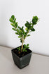 Generic Bonsai Starter Plant, Japanese Boxwood Topiary, Evergreen Shade Plant, 2 in Pot