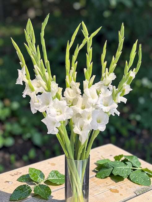 Cassiolina 10 Fresh Cut Gladiolus Flowers, Long Stem Bouquet, Stems, Sword Lily for Home Wedding Party Vase Decor