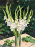 Cassiolina 10 Fresh Cut Gladiolus Flowers, Long Stem Bouquet, Stems, Sword Lily for Home Wedding Party Vase Decor