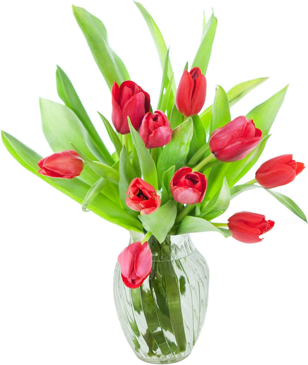 KaBloom - Bouquet of Fresh Red Tulips with Vase (Farm-Fresh) - Fresh