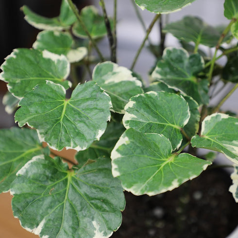6" Aralia Balfouriana, Air Purifying & Easy, House Plant Decor in White Pot, Variegated Live Plant Gift, Indoor Plant