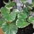 6" Aralia Balfouriana, Air Purifying & Easy, House Plant Decor in White Pot, Variegated Live Plant Gift, Indoor Plant