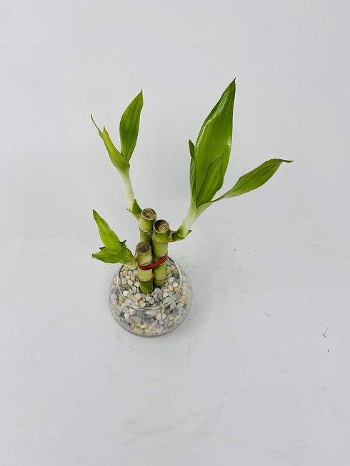 JM BAMBOO 3 Style Lucky Bamboo in Small Clear Round Vase -JMBamboo