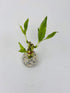 JM BAMBOO 3 Style Lucky Bamboo in Small Clear Round Vase -JMBamboo