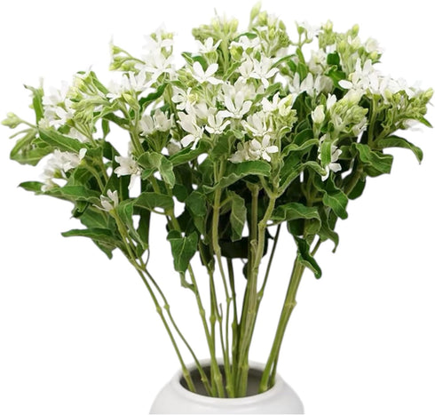 Cassiolina 10 Stem Fresh Cut Blue Star Flowers Tweedia Bouquet Stems for Wedding Floral Arrangement Home Decoration