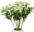 Cassiolina 10 Stem Fresh Cut Blue Star Flowers Tweedia Bouquet Stems for Wedding Floral Arrangement Home Decoration