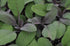 3" Purple Sage Herb - Grow Indoors/Out - Live Plant - Pot