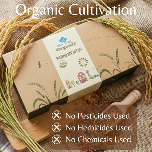 Set 4 2 LB Set Certified Organic Thai Jasmine Rice Gift - Medley Rice Kinds - Brown, Red, Purple Riceberry, Mixed Rice