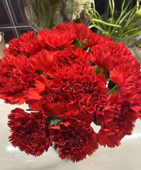 38 Red Carnation Flowers Hydroponic Flower Arrangement Mothers Day Gift Home Decor Birthday Anniversary Healing