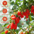 ANTAKUBU 160g(5.64OZ),100% Goji Berries Natural Wolfberry for Making Goji berry tea,Beverages,Oatmeal and Snacks,No