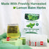 1.5g 50 Count TEARELAE - Lemon Balm Tea Bag - X - Pure Natural Dried Lemon Balm Herb - Premium Lemon Balm Leaf