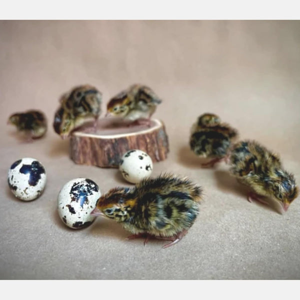 Daily Bread Homestead Jumbo Coturnix Quail Fertile Hatching Eggs - 24ct Jumbo
