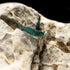 Blueberry Shrimp (Neocaridina davidi) (25 Pack)