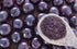 8 Food to Live Organic Freeze-Dried Acai Berry Powder, Ounces - Non-GMO, Kosher, Raw, Vegan, Unsweetened, Unsulfured