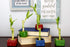 4" Live Lucky Bamboo Single Stalk with Round Red Planter - Indoor House Plant for Good Luck, Fortune, Feng Shui and Zen