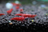 (10 Pack)) Live Freshwater Aquarium Shrimp Neocaridina (Red Cherry