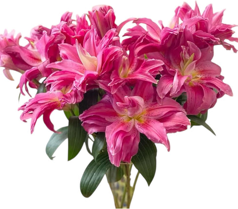 5 Stems Fresh Cut Double Lilies Long Lasting Fragrance Suitable for Hydroponic Flower Arrangements Shipped in Fresh Bud