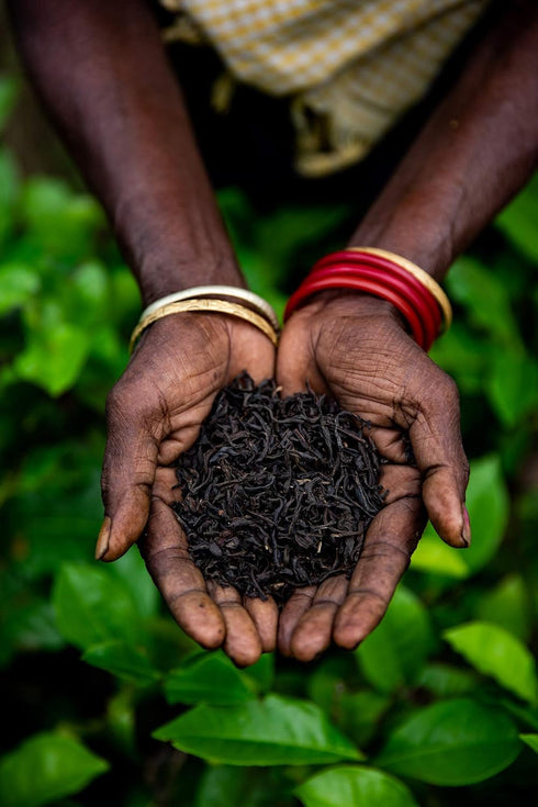 (200+ Pack Loose Leaf Earl Grey Black Tea Cups) - Fresh Harvest - Directly Shipped From Our Family-Owned Estate