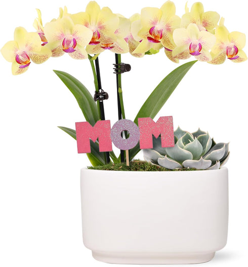 Green Circle Growers 4" Yellow Orchid and Succulent Duo in White Pot