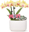 Green Circle Growers 4" Yellow Orchid and Succulent Duo in White Pot