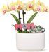 Green Circle Growers 4" Yellow Orchid and Succulent Duo in White Pot