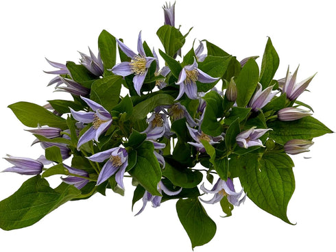 10 Next day delivery Fresh Lron Wire Lotus Mixed Bouquets with Budding Flowers Perfect Home Gift for Birthdays